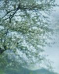 【丹枫】不散的笑靥，注定成一世的绝恋  （散文）　 