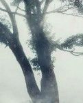 【丹枫】以幸福的名义宽厚而爱，永恒经年（散文）