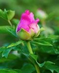 【萌芽】莲湖牡丹园之行(记叙文)