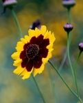 【星月】一朵瘦菊走在风中（外三首）