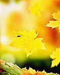 【浪花】落叶赋（古韵）
