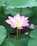 【绿野征文“夏天里的故事”】烟雨韩家荡（散文）