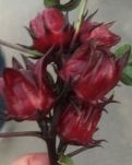 【敏思】洛神花美胜婵娟（组诗）