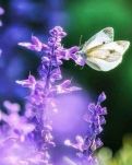 【敏思】在清水港植一个心型完美（小说）