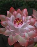 【家园】好心态，一朵开悟的花静静的开（散文 外一篇）