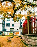 【暗香】美丽太平山村（散文）