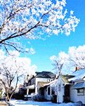【浪花】怀念冬雪（散文）