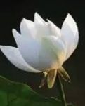 【晓荷＊写手奖励赛】课间操旋律（散文）