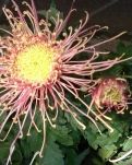 【柳岸】重阳菊（散文）