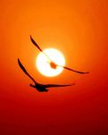【清风】夕阳飞鸟（外两首）（诗歌）