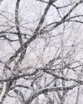 【丹枫】寒冬（组诗）