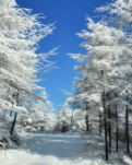 【山河】雪飘飘兮，梦萦樟村坪（散文）