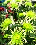 【东篱•追】绿色的花（散文）