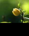 【家园】深山里的含笑花（散文）