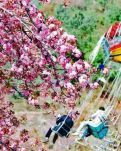 【宁静】樱花辞（诗歌/ 外二首）