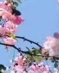 古诗四首
