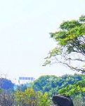 【家园】燕春里田园山水诗（一百二十三）（古韵）