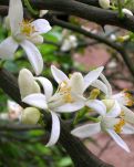 【晓荷·烟火】柚花开在春深处（散文）