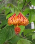 【宁静】你那里的风铃花开了香了响了吗（诗歌/外四首）