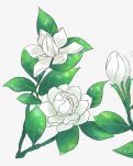 【宁静】那些年，在栀子花开的季节（散文）