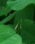 【清风】最美红花草（散文）