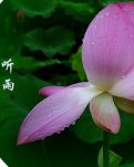 【晓荷·时光】听雨（散文诗两章）