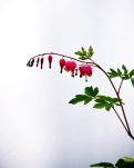 【星月·春】荷包牡丹（散文）
