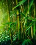 【敏思】美美与共 · 系列散文