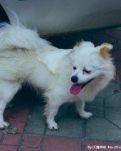 【星月】小恩惠倾力回报（小说）