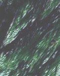 【家园】中秋随笔（散文）