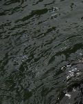 【丁香】海中泉（散文）