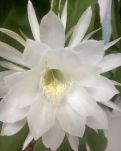 【浪花】昙花（外一首）