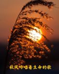 【晓荷·收获】秋风吟唱着生命的歌（散文）