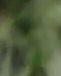 【丹枫】陇头泉·情迷扬州瘦西湖（古韵）