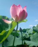 【风恋】秋荷深处思故人（散文）