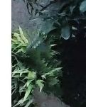 【丁香】铁肩担道义    妙手写初心（散文）
