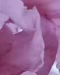 【星月.八周年】沉醉紫花中(散文)