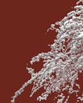【丹枫】六月霏霏飘端雪，壶中别有天（散文）