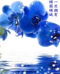 【敏思】精彩纷呈· 系列散文