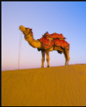 【流年】沙漠里的骆驼（散文）