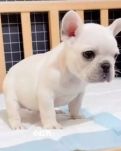 【晓荷•奖】纵是无语也怜惜（随笔）