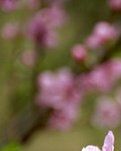 【柳岸·忘】遇见桃花（散文）