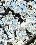 【菊韵】最是清明梨花白（散文）