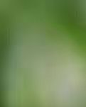 【萌芽】我的烦恼（记叙文）