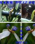 【敏思】一枝独秀·诗歌·外一首