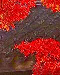 【雅香】叶吾叶以及人之叶（散文）