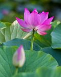 【菊韵】莲藕（散文）
