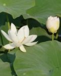 【古韵今弹】古风四首