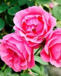 【晓荷】花中皇后（散文）