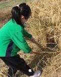 【晓荷】这孩子激活了我记忆中的劳动场面（散文）